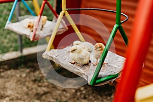 Chickens learn math, animal school