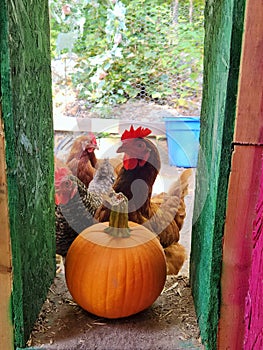 Chickens looking at pumkin in coop. Happy chickens in small permaculture farm.