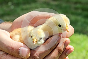 Chickens in menâ€™s hands on background of green grass, close up.