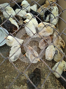 Chickens, one week old