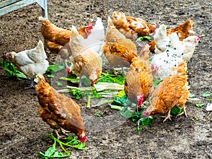 Chickens in an open chicken coop that eat healthy vegetables from their own garden