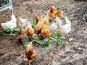 Chickens in an open chicken coop that eat healthy vegetables from their own garden