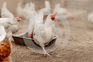 Chickens outdoors at a chicken farm