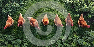 Chickens pasturing in a row on green grass of farmland in the style of aerial view