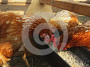 Chickens peck grain from the trough photo