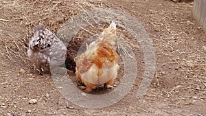 Chickens pecking feed in free range, barnyard, poultry farm
