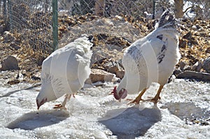 Chickens pecking on ice
