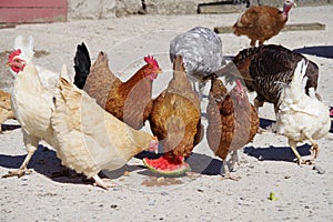 Chickens Pecking At A Watermelon