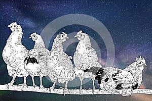 Chickens on perch. Flock of poultry under night starry sky