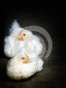 Chickens Photo Art