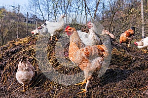 Chickens on a pile of manure photo