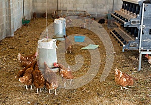 Chickens in poultry house equipped with feeding troughs and hatchery section