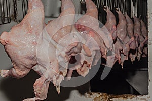 Chickens Poultry Processing