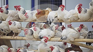 Chickens practically motionless sitting on poles in room on poultry farm