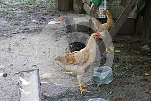 Chickens raised in an organic farm