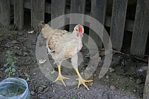 Chickens raised in an organic farm