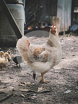 chickens, raising your own chickens is cheaper and environmentally friendly