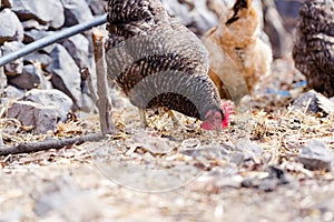 Chickens reared in the home garden