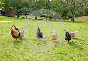 Chickens roaming around a meadow in Worcester.