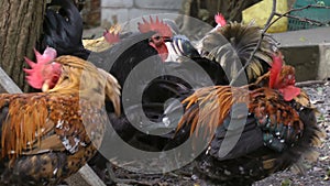 Chickens and rooster altogether on farm