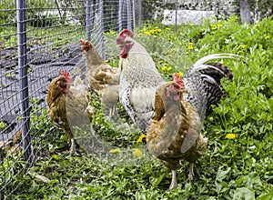 Chickens and a rooster near a metal grate in the garden. Farming, cattle. Laying hens