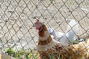 Chickens and roosters behind a metal mesh at a poultry farm close-up