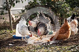 Chickens and roosters eating, life in the hencoop. Growing a healthy bird without GMO