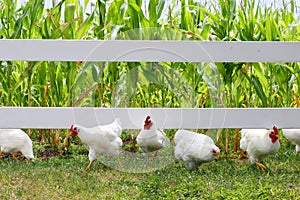 Chickens and Roosters Running Under Fence