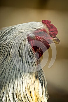 Chickens and roosters on a Russian farm.