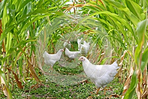 Chickens and Roosters Under Corn