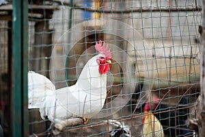 Chickens and roosters are walking in the farm coop. Floor cage free chickens is trend of modern poultry farming. Local business