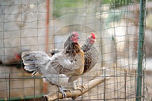 Chickens and roosters are walking in the farm coop. Floor cage free chickens is trend of modern poultry farming. Local business