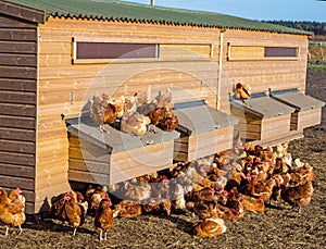 Chickens roosting on a hen hlouse