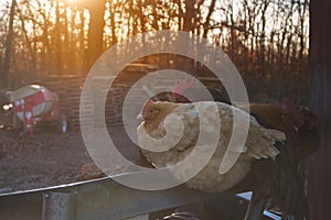 Chickens roosting near sunset with a sun flare