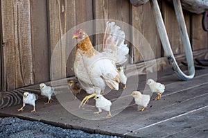 Chickens run around the farm