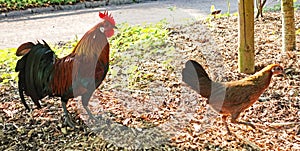 Chickens running free in a botanical garden