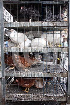 Chickens for sale