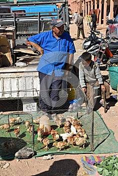 Chickens for sale in Morocco market