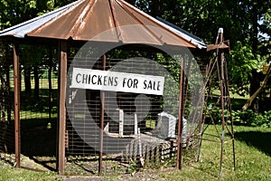 Chickens for sale sign hangs from an old metal corn crib