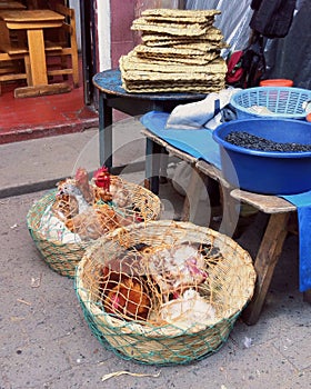 Chickens for sale