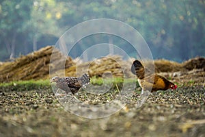 Chickens searching for food in plains land,rural township of Bangladesh