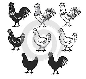 Chickens set vector illustration in black and white, contour and silhouettes.