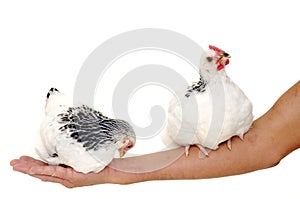 Chickens sitting on arm
