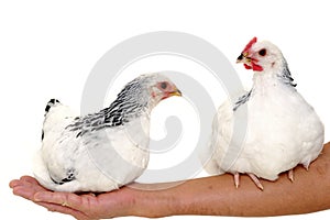 Chickens sitting on arm