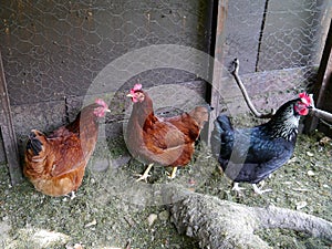 Chickens in small backyard coup