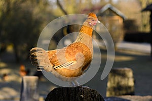 Chickens standing on a wooden stack at sunset