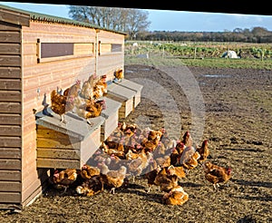 Chickens in the sunshine on a hen house