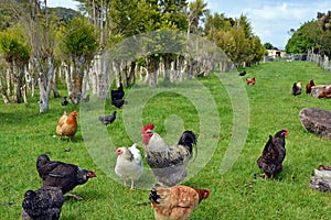 Chickens in The Tea Tree Plantation