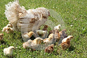 Chickens with their mother