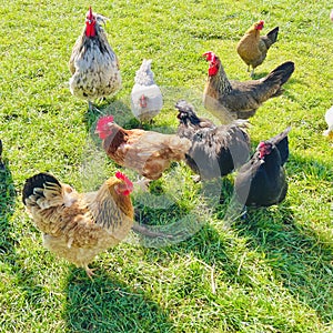 Chickens together on the green field, in the farm.